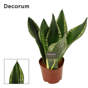 Sansevieria ‘Silver Flame’ – 12cm Pot, 36cm High