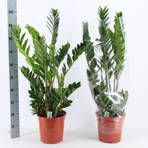 ZZ Plant (Zamioculcas zamiifolia) – 27cm Pot