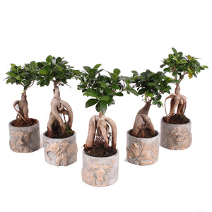 Ficus Ginseng Bonsai – 10cm Ceramic Pot, 30cm