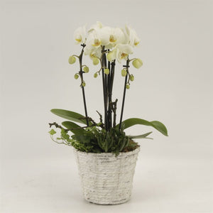 White Phalaenopsis Orchid – 19cm Pot, 45cm Tall