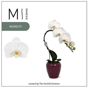 White Phalaenopsis Orchid – 7cm Ceramic Pot