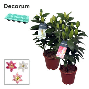 Mixed Oriental Lily (Lilium Oriental Group) – 13cm Pot