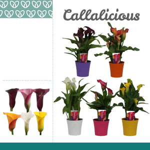 Mixed Zantedeschia Calla Lily – 10.5cm Pot