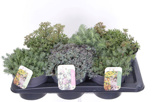 Mixed Succulent Collection – 17cm Pot