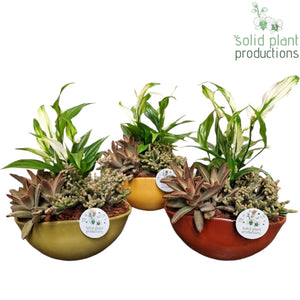 Evelyn Indoor Plant Arrangement – 22cm Oval Ceramic Pot