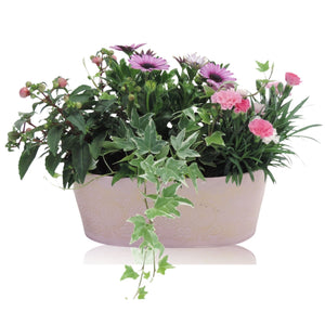 Oval Zinc Plant Arrangement – 26cm Pot