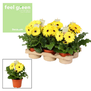 Yellow Gerbera Flowering Houseplant – 12cm Pot
