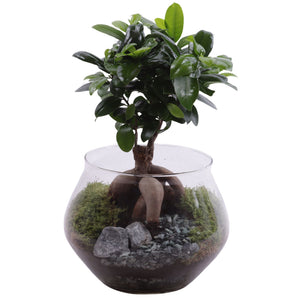 Ficus Ginseng Bonsai – 20cm Pot