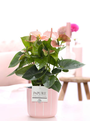 White Anthurium ‘Lauren’ – 12cm Ceramic Pot