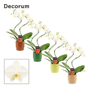 White Phalaenopsis Orchid – 2 Stem, 12cm Ceramic Pot