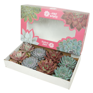 Mixed Echeveria Succulent – 13cm Pot