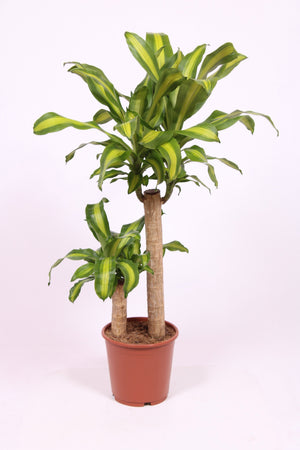Dracaena Massangeana (Dracaena fragrans) – 24cm Pot, 120cm High