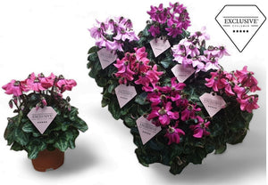 Pink Cyclamen persicum ‘Petticoat’ – 10.5cm Pot