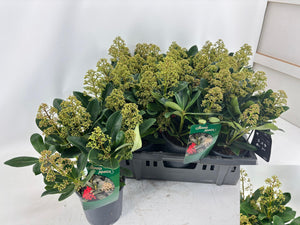 Skimmia japonica 'Seduction' – 15cm Pot