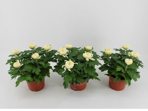 White Chrysanthemum Plant – 15cm Pot