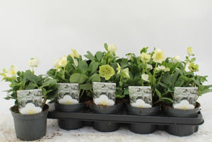 White Christmas Rose (Helleborus) – 13cm Pot