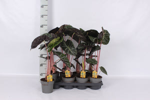 Alocasia Pink Dragon – 14cm Pot, 55cm High