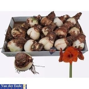 White Hippeastrum Amaryllis Bulb