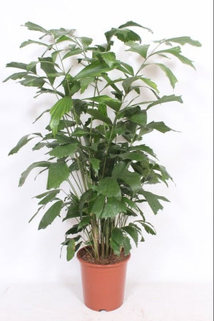 Fishtail Palm (Caryota mitis) – 27cm Pot, 120cm Tall