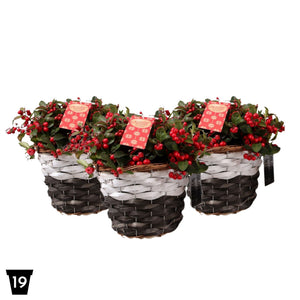 Big Berry Gaultheria with Star Decoration – 19cm Pot
