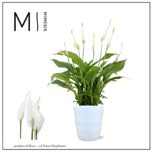 White Peace Lily (Spathiphyllum) – 9cm Pot