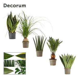 Mixed Green Houseplant – 9cm Pot