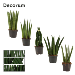 Cylindrical Snake Plant (Sansevieria cylindrica) – 6cm Pot