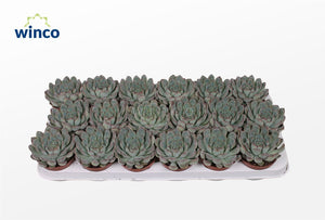 Pink Edge Echeveria Succulent – 8.5cm Pot