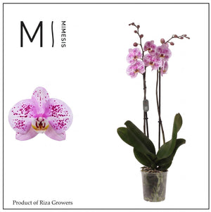 Pink Phalaenopsis Orchid – 2 Stem, 12cm Pot