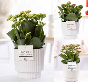 Mixed Double Kalanchoe in Shiny White Ceramic – 12cm Pot