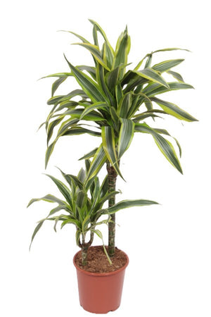 Lemon Lime Dragon Tree (Dracaena fragrans) – 19cm Pot