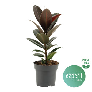 Ficus Elastica ‘Melany’ Rubber Plant – 14cm Pot