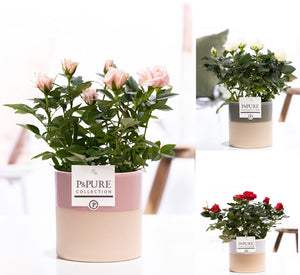 Mixed Rose Collection – Rosa – 12cm Pot