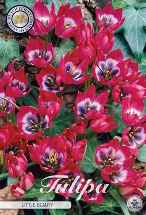 Tulipa 'Little Beauty' Species Tulip Bulbs – Pack of 10