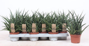 Sansevieria ‘Fernwood Punk’ – 10.5cm Pot