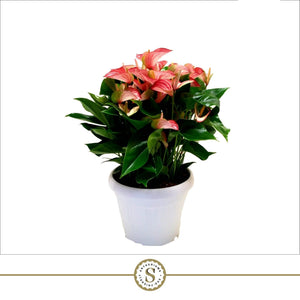 Red Anthurium (Flamingo Flower) – 30cm Pot, 60cm High