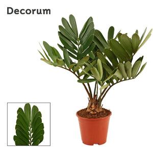 Cardboard Palm (Zamia furfuracea) – 14cm Pot