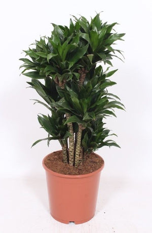 Compact Dragon Tree (Dracaena fragrans ‘Compacta’) – 24cm Pot