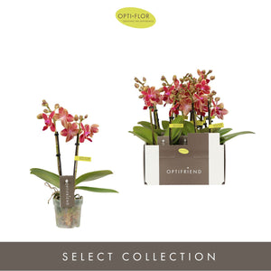 Mini Red Phalaenopsis Orchid – 7cm Pot