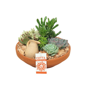 Mixed Succulent Arrangement in Terracotta Pot – 24cm