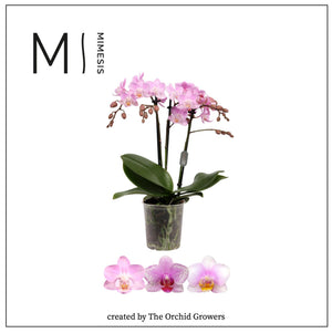 Pink Phalaenopsis Orchid – 9cm Pot, 35cm High