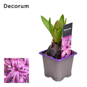 Purple Hyacinth ‘Purple Sensation’ – 7cm Pot