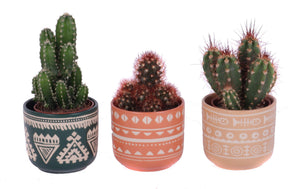 Mixed Cactus in Ceramic Pot – 7cm