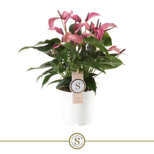Purple Anthurium (Anthurium) – 14cm Pot, 45cm High
