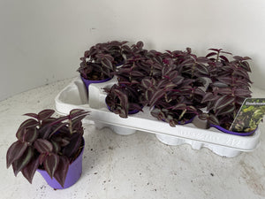 Tradescantia ‘Zebrina Purpusii’ – 7cm Pot