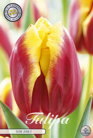 Tulip ‘Dow Jones’ Triumph Bulbs – Size 12/+