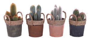 Mixed Cactus Collection in Ceramic Pot – 14cm