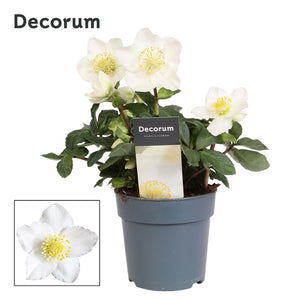 Christmas Rose Helleborus – White, 12cm Pot
