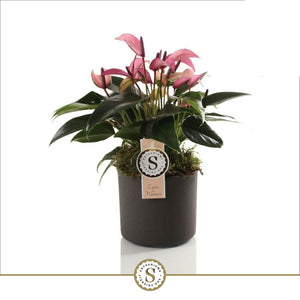 Purple Anthurium (Anthurium) – 12cm Pot, 40cm High
