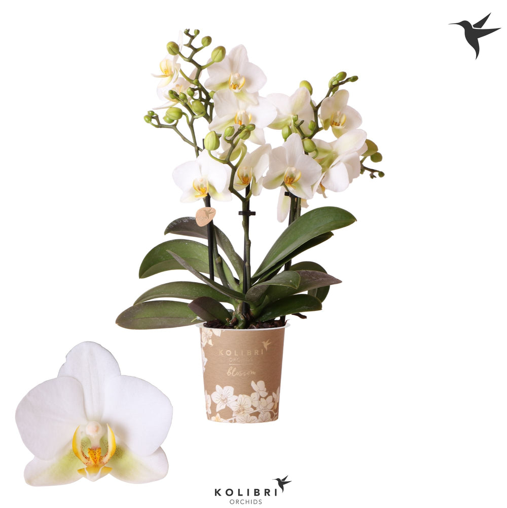 Kolibri Lausanne Phalaenopsis Orchid – 9cm Pot